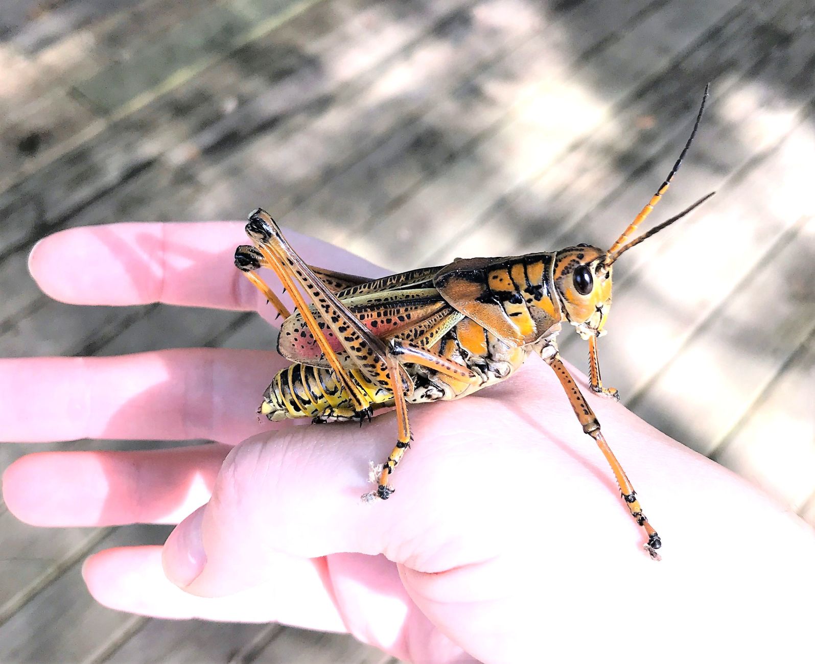 Lubber grasshopper C